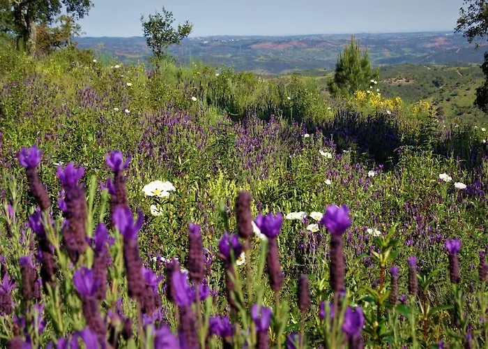 Casa Do Avo 펜션 *