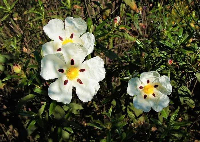 Casa Do Avo * 롤레