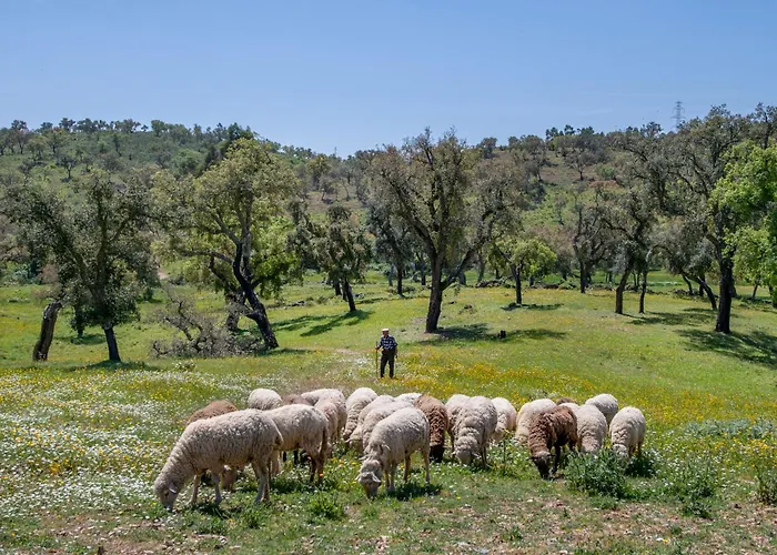 Casa Do Avo 펜션 롤레