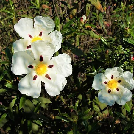 Casa Do Avo * Loulé